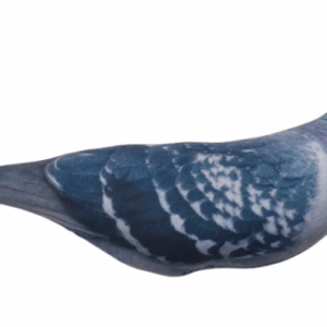 Игрушка для кошек Голубь сизый с валерианой, 22 см